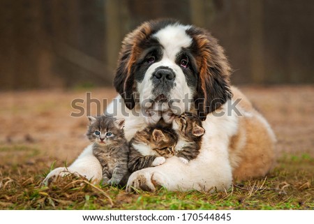 Saint bernard puppy with three little kittens