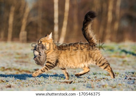 Mother cat running with newborn kitten in her mouth