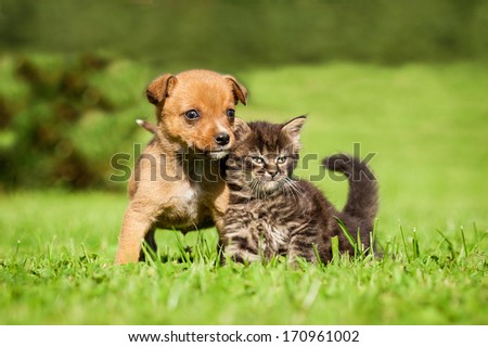 Little Puppy With Tabby Kitten Sitting On The Grass