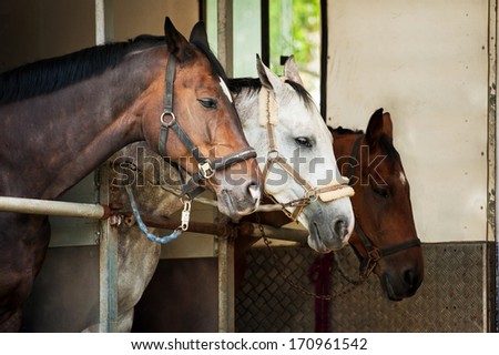 Three horses standing in trailer