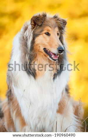 Portrait of rough collie in autumn