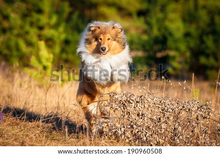 Rough collie jumping over the hurdle