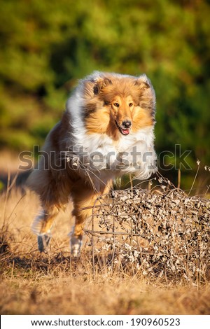 Rough collie jumping over the hurdle