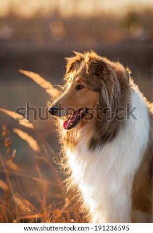 Portrait of rough collie at sunset