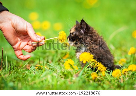 Little kitten smelling a flower