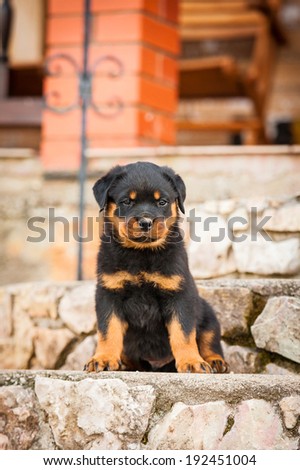 Rottweiler puppy sitting on the porch