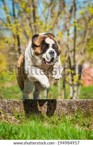 Saint bernard dog with funny face  jumping over the hurdle
