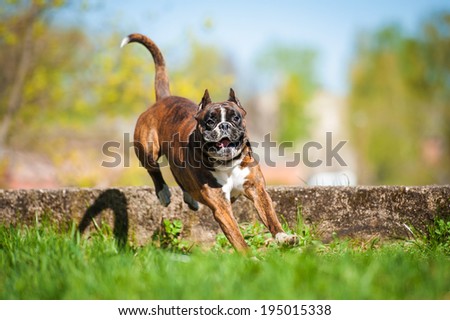 Boxer dog jumping over the hurdle