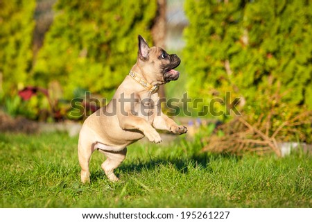 Happy french bulldog puppy playing in the yard