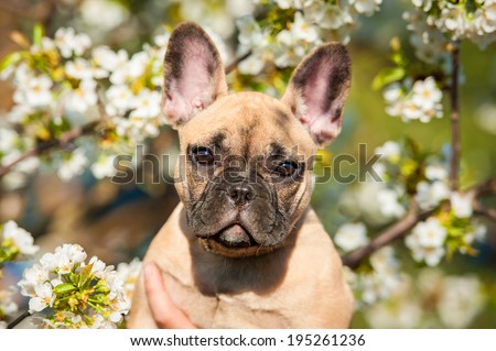 Portrait of french bulldog puppy in flowers