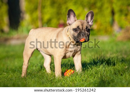 French bulldog puppy playing with a flower