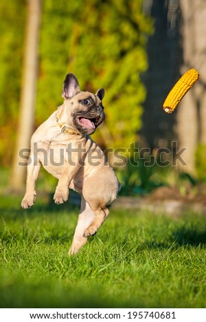 French bulldog puppy playing with a corn
