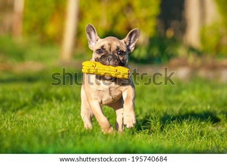 French bulldog puppy playing in the yard