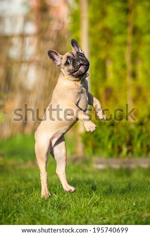 French bulldog puppy jumping in the air