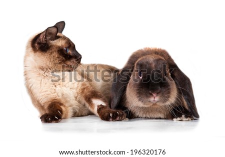 Siamese cat is afraid of siamese rabbit