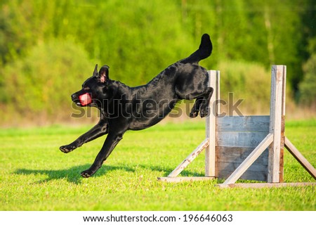 Black labrador jumping over the hurdle