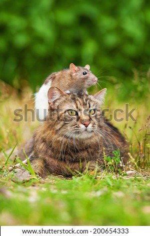 Domestic rat sitting on the head of tabby cat