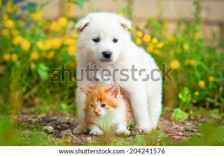 Samoyed puppy with little red kitten outdoors