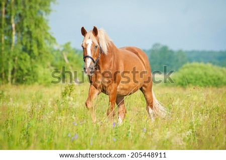 Horse walking on the field in summer