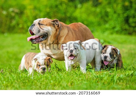 English bulldog with puppies