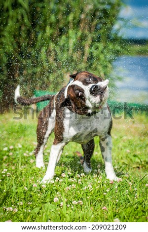 American staffordshire terrier shaking off water