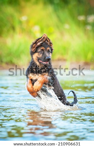 German shepherd puppy jumping in water