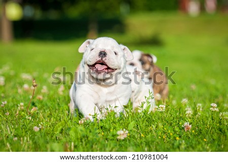 Funny english bulldog puppies running
