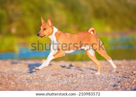 Basenji dog running on the beach
