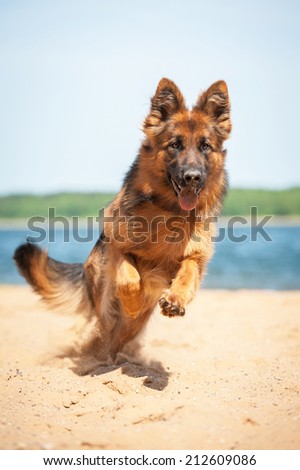 German shepherd dog running on the beach