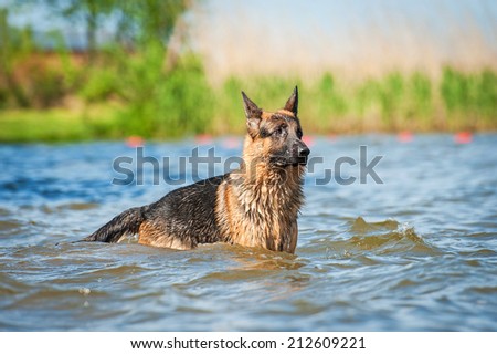 German shepherd dog jumping in water