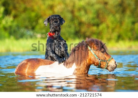 Giant schnauzer dog with painted shetland pony in the water