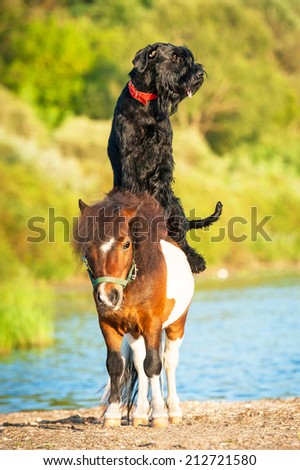 Giant schnauzer dog riding painted shetland pony