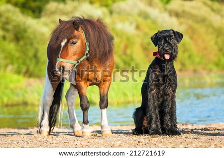 Giant schnauzer dog with painted shetland pony on the beach