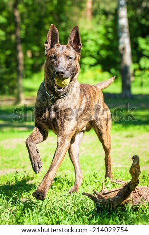 Shorthair dutch shepherd dog playing with ball
