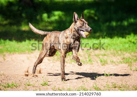 Shorthair dutch shepherd dog playing with ball