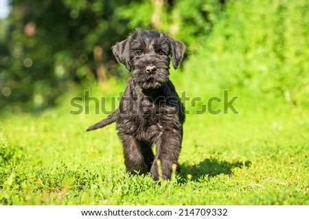 Giant schnauzer puppy outdoors