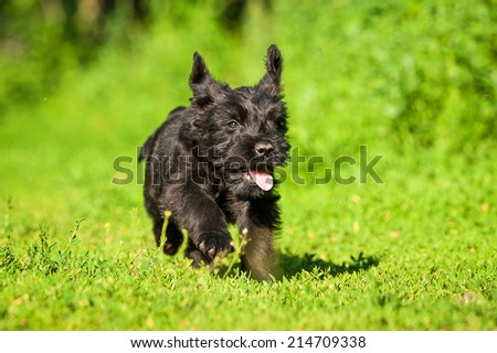Giant schnauzer puppy playing outdoors