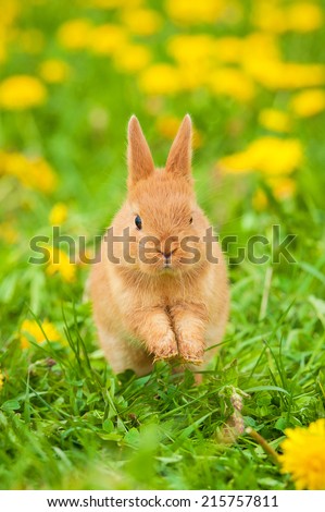 Little rabbit running in flowers outdoors