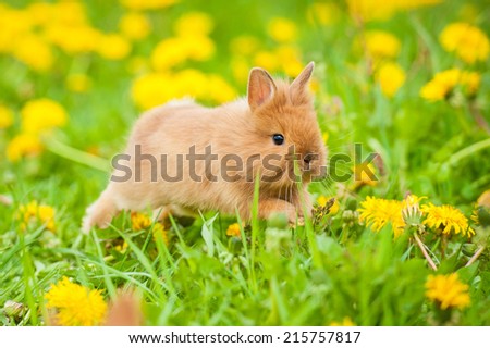 Little rabbit jumping on the flower field