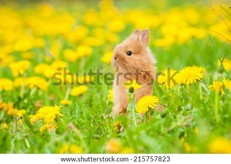 Little rabbit standing in flowers