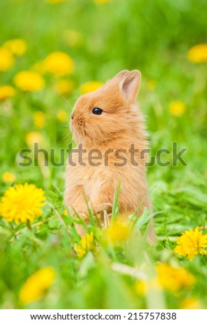 Little rabbit standing in flowers