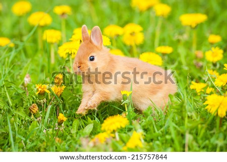 Little rabbit running outdoors