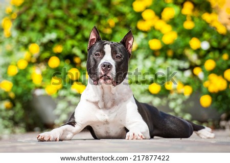 American staffordshire terrier lying near the flowerbed