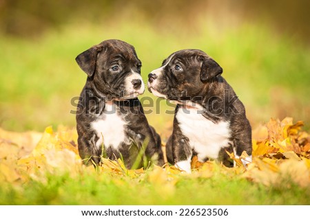 Two american staffordshire terrier puppies sitting on the leaves in autumn