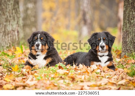 Two bernese mountain puppies lying on the leaves in autumn