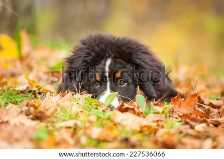 Bernese mountain puppy lying on the leaves in autumn
