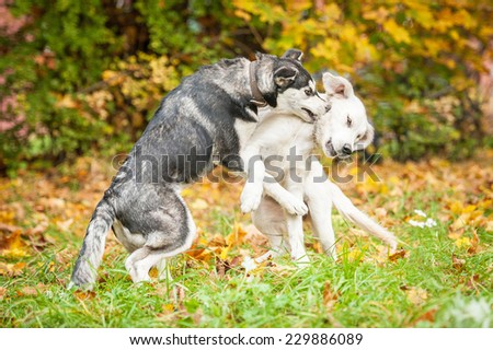 Two puppies playing in autumn