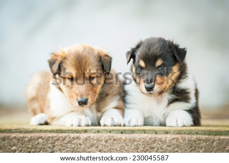 Two rough collie puppies in the yard