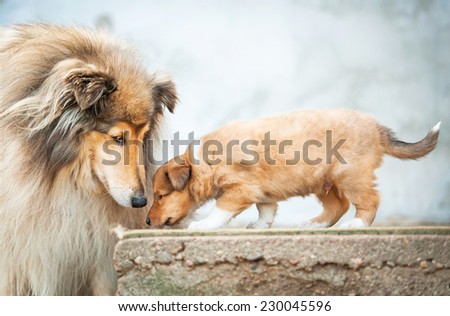 Portrait of rough collie with little puppy