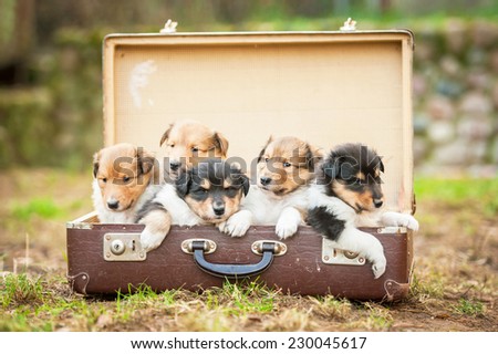 Five rough collie  puppies sitting in the suitcase